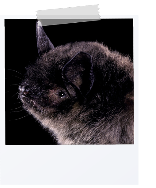picture of a gray bat